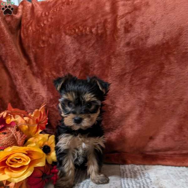 Josie, Yorkie Puppy